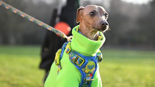 Crufts Season 16 Episode 7 - 2026 Day 3 - Part 2