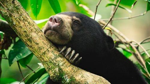 The Secret Lives of Animals Season 1 Episode 4 - Home Making