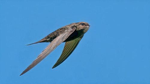 Springwatch Season 21 Episode 11 - Episode 11