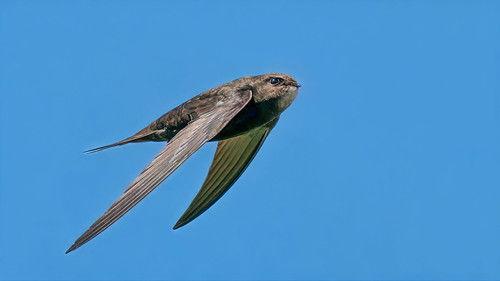 Springwatch Season 21 Episode 11 - Episode 11