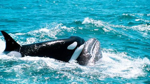 The Blue Planet Season 1 Episode 1 - Introduction