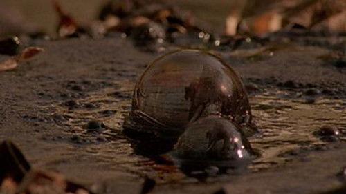 Natural World Season 22 Episode 15 - Ice Age Death Trap