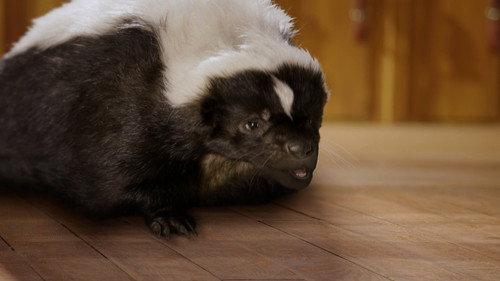 Pup Academy Season 1 Episode 16 - Skunked!