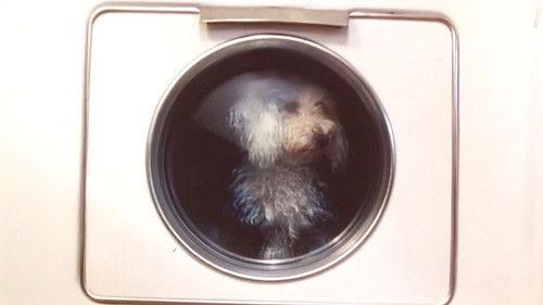 Background image for Mans Worst Friend