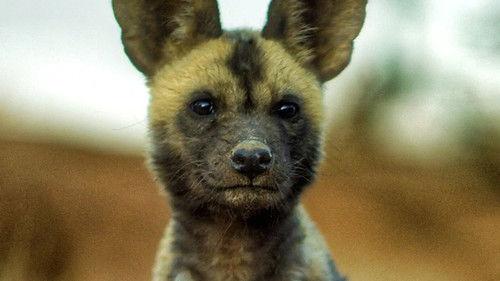 New Kids in the Wild Season 1 Episode 1 - Lyca the Painted Wolf