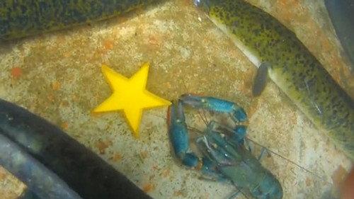 I'm a Celebrity...Get Me Out of Here! Season 12 Episode 12 - Drown and Out