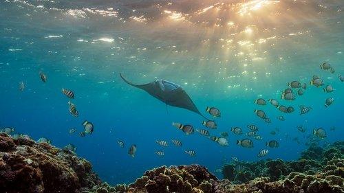 A Perfect Planet Season 1 Episode 4 - Oceans