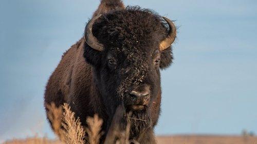 The Americas Season 1 Episode 3 - The Wild West