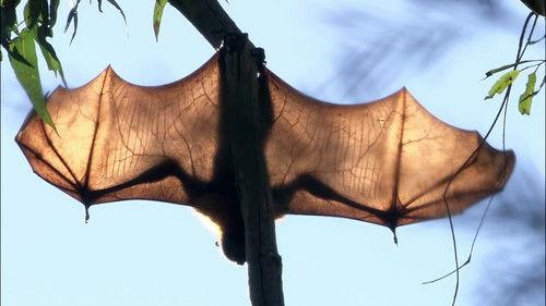 The Proof Is Out There Season 2 Episode 7 - Two-Headed Serpent & Mummified Monster