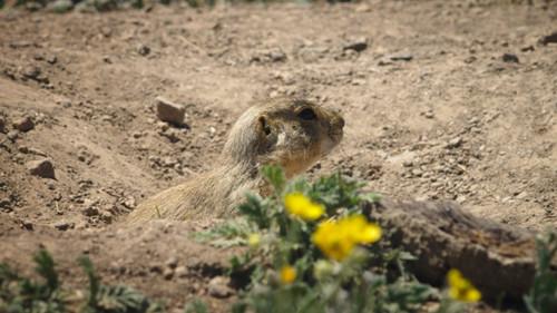 Prairie Dog Manor Season 1 Episode 4 - Family Affair