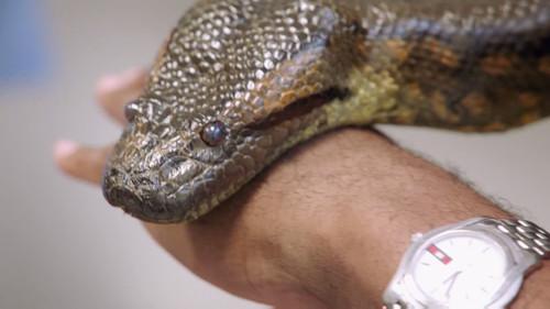 The Vet Life Season 1 Episode 2 - Turnin’ Texan