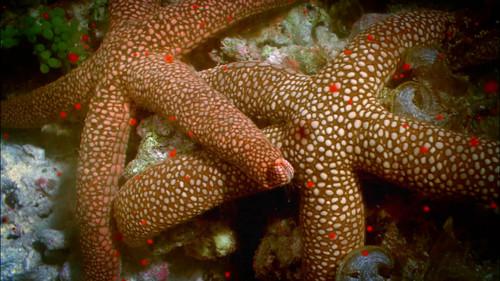 Life on the Reef Season 1 Episode 2 - Episode 2