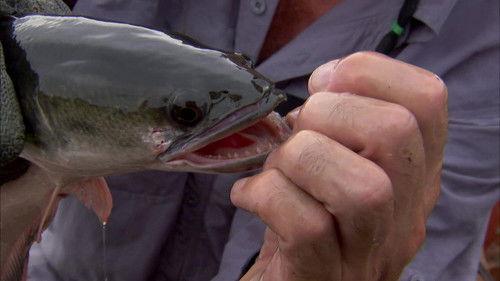 River Monsters Season 2 Episode 2 - Killer Snakehead