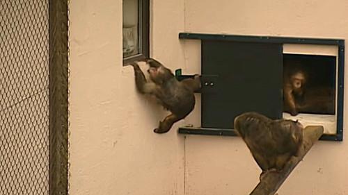 Monkey Business Season 5 Episode 12 - Episode 12