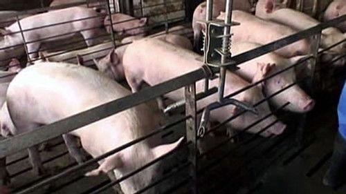 This American Life Season 1 Episode 6 - Pandora's Box