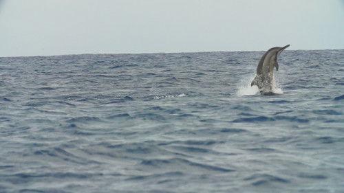 Brazil Untamed Season 2 Episode 4 - Episode 4