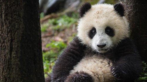 Nature Season 38 Episode 8 - Bears