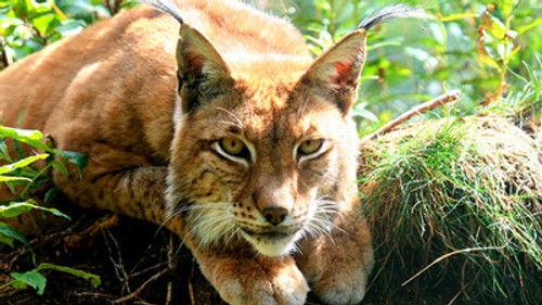 Natural World Season 28 Episode 15 - Iron Curtain: Ribbon of Life