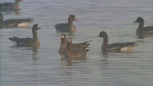Wild Hokkaido! Season 2 Episode 15 - Lake Miyajima