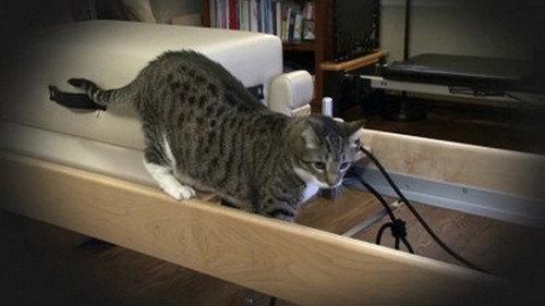 My Cat from Hell Season 2 Episode 1 - Terrorizing My Clients
