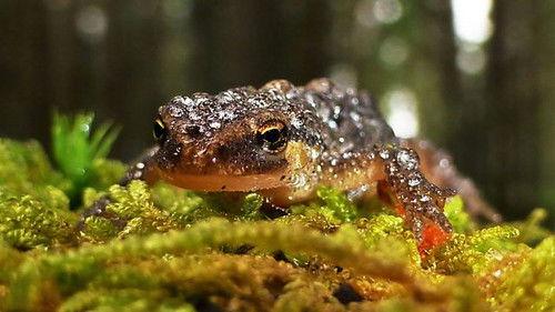 Springwatch Season 20 Episode 11 - Episode 11