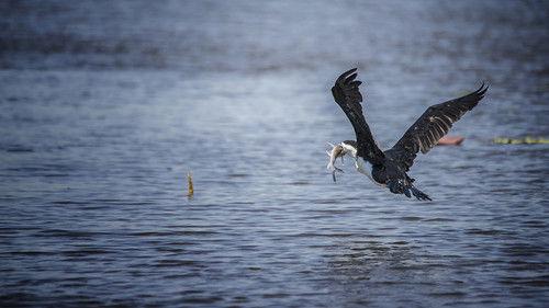 Australia Remastered Season 4 Episode 1 - Wetlands