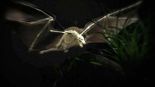 Nature Season 28 Episode 10 - Moment of Impact: Jungle