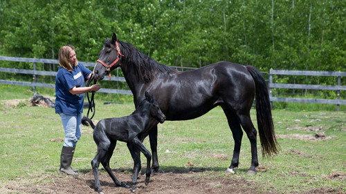 The Incredible Dr. Pol Season 4 Episode 6 - Wonder Horse