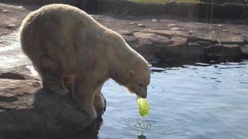 Secrets of the Zoo Season 4 Episode 6 - Polar Delivery