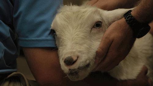 Secrets of the Zoo Season 2 Episode 10 - Baa-Baa-Bad Teeth