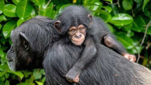 The Secret Life of the Zoo Season 6 Episode 2 - Never Too Late For Love