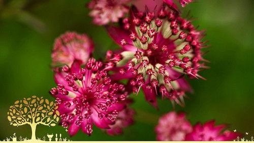 Gardeners' World Season 55 Episode 14 - Episode 14