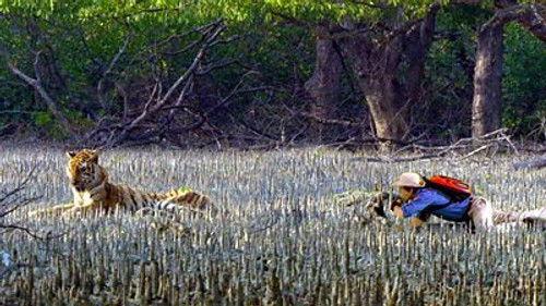 Andy's Wild Adventures Season 2 Episode 4 - Tigers