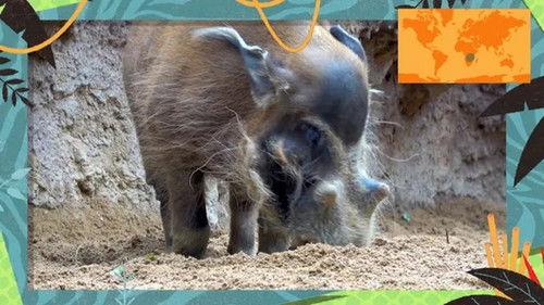 Kukurota Season 4 Episode 9 - Episode 9