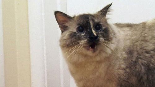 My Cat from Hell Season 2 Episode 5 - Cat Fight!