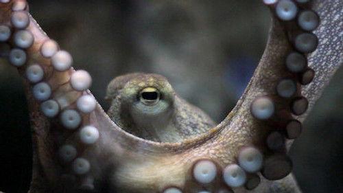 Explained Season 2 Episode 3 - Animal Intelligence