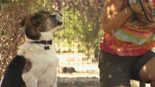 Cesar Millan's Leader of the Pack Season 1 Episode 3 - Love At First Bite