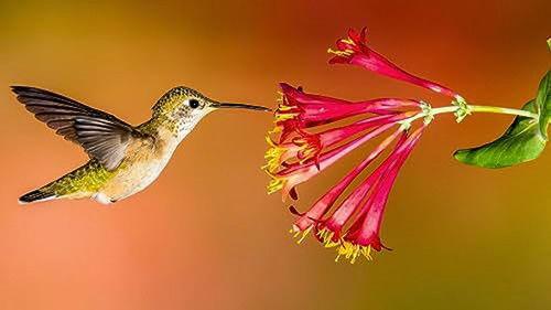 How Do Animals Do That? Season 1 Episode 3 - Backwards Birds and Slimy Sea Creatures