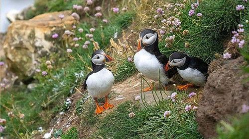 Springwatch Season 20 Episode 4 - Episode 4