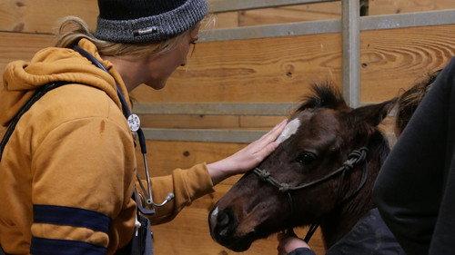 Heartland Docs, DVM Season 2 Episode 4 - When Guinea Pigs Fly