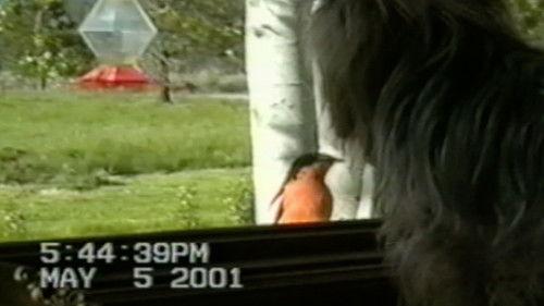 Funniest Pets & People Season 4 Episode 3 - Normal is Boring