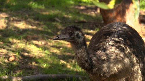 72 Dangerous Animals: Australia Season 1 Episode 8 - Instant Death