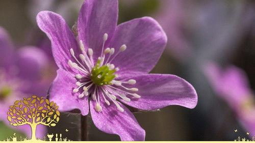 Gardeners' World Season 55 Episode 6 - Episode 6