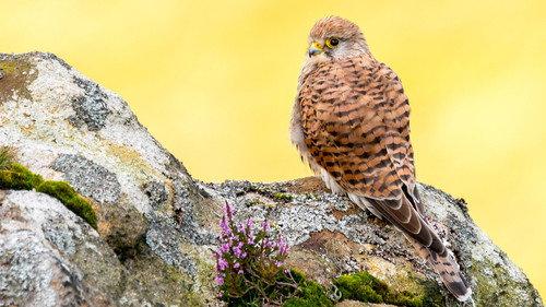 Springwatch Season 24 Episode 8 - Episode 8