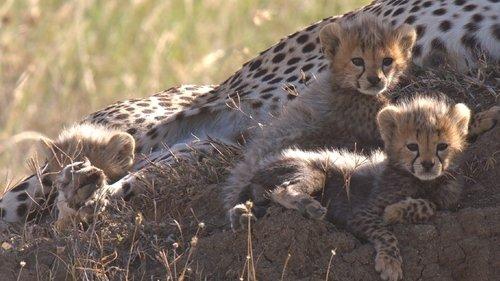Born in Africa Season 1 Episode 2 - Dangerous Playground
