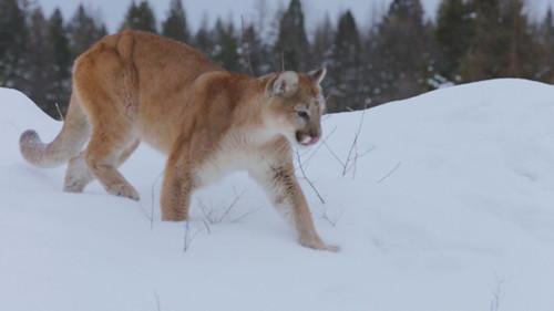 Mountain Men Season 10 Episode 8 - Big Mountain Payday