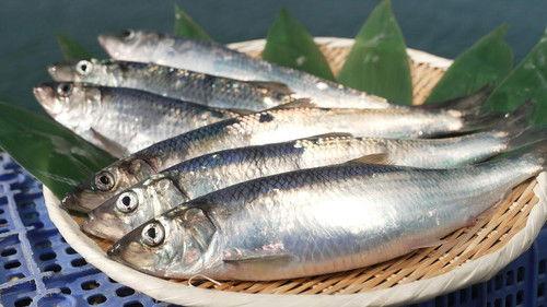 Trails to Oishii Tokyo Season 6 Episode 9 - NISHIN