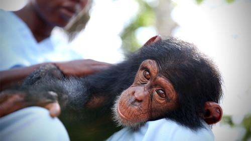 Baby Chimp Rescue Season 1 Episode 1 - Miracles Can Happen