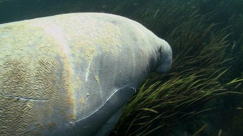 North America Season 1 Episode 6 - Revealed