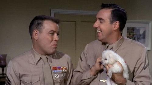 Gomer Pyle, U.S.M.C. Season 3 Episode 11 - Cold Nose, Warm Heart